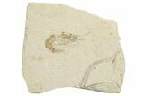 Cretaceous Fossil Shrimp - Lebanon - Photo 6